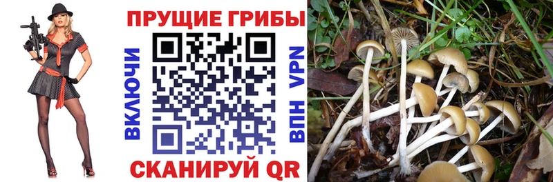 Псилоцибиновые грибы Magic Shrooms Каргат